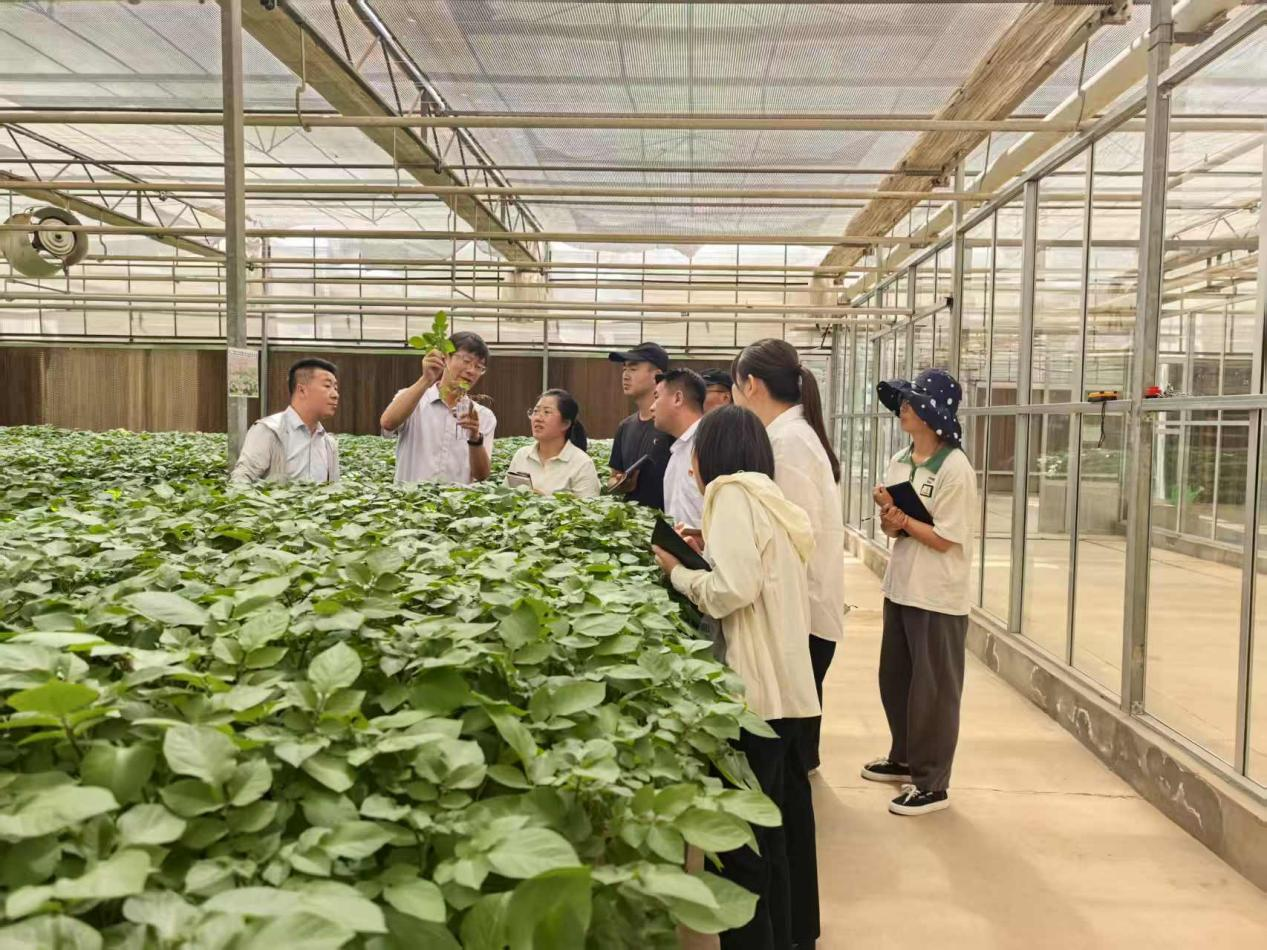 省农科院马铃薯专家赴亚盛薯业集团指导种薯生产